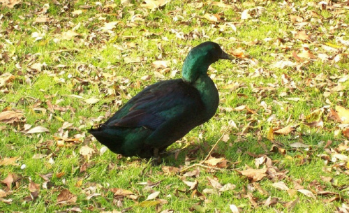 O Zielonej Gęsi Gałczyńskiego słyszałem, ale zieloną kaczkę spotkałem po raz pierwszy