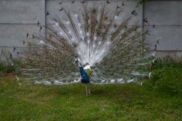 paw niebieski szek (blauer pfau scheck)