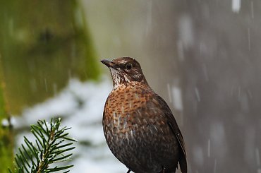 Pani kosowa. #ptaki #zima #ogrody #rudzik #kosy