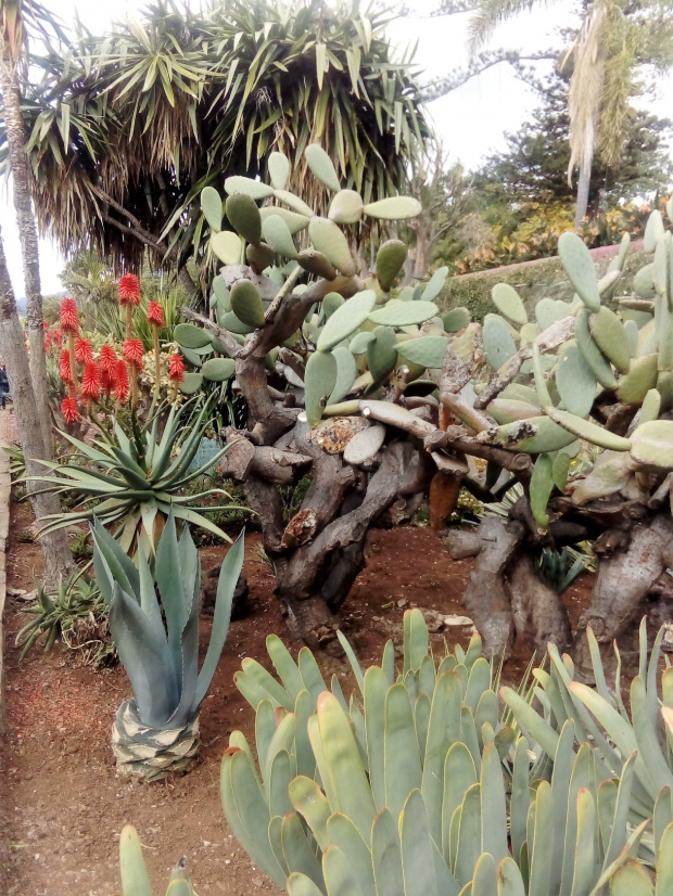 ogród botaniczny