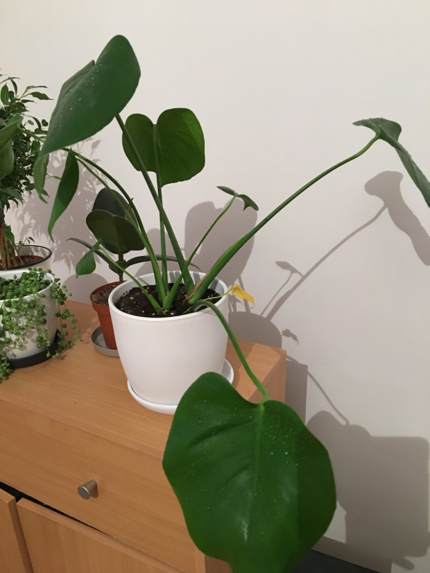 Monstera1