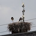 widok na gniazdo od strony skrzyżowania ul. Daszyńskiego z ul. Kuźniczą