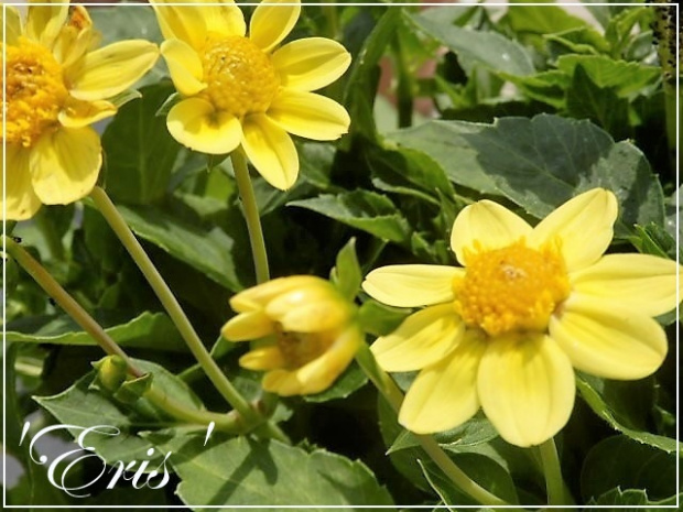 dalia 'eris'