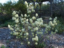 Fotergilla większa - Fothergilla major