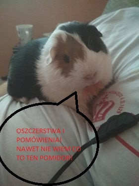 Obrazek
