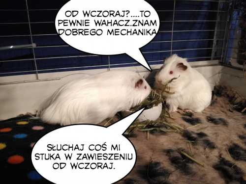 Obrazek
