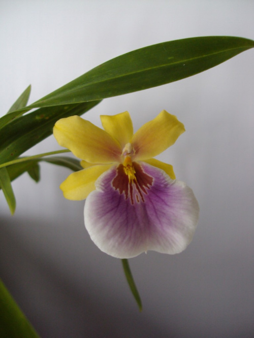 Miltonia Sunset