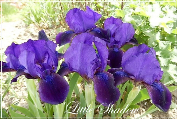 iris 'little shadow'