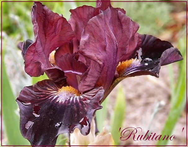 iris rubitano