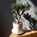 Crassula ovata 'Gollum'