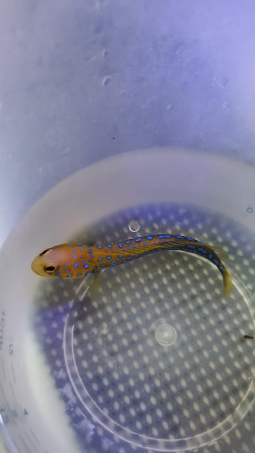 Blue spotted jaw fish