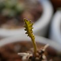 Dorstenia foetida