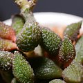 Adromischus marianiae herrei 'Coffeebean'