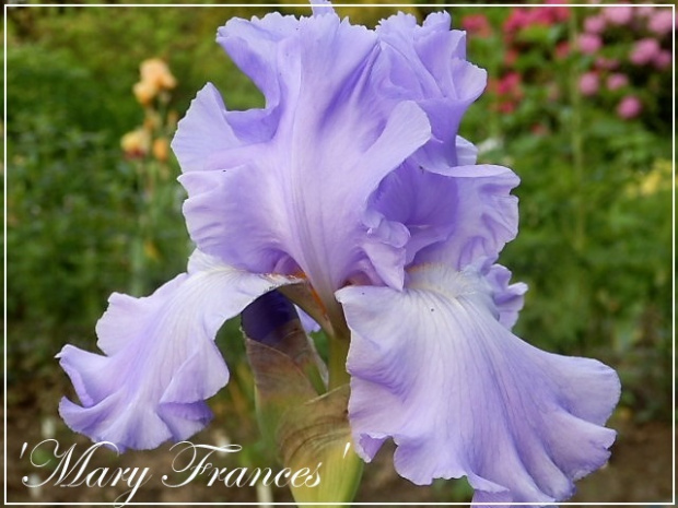 iris mary frances