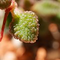 Adromischus marianiae herrei 'Coffeebean'