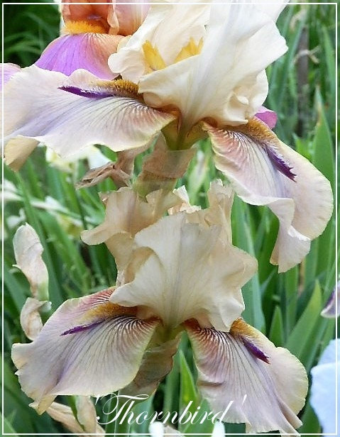 iris thornbird