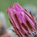 Echinocereus pulchellus