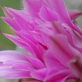 Echinocereus pulchellus