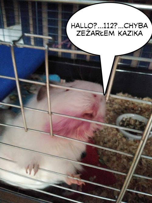 Obrazek