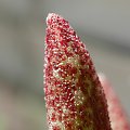 Adromischus marianae var. antidorcatum