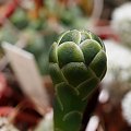 Gymnocalycium michanovichi