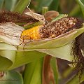 co z tej bedzie grzyb czy inne monstrum nie wiadomo jeszcze... ;( #krydziane #grzyby #kukurydza #pasozyty #natura