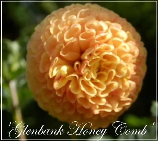 glenbank honey comb