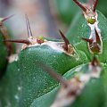 Euphorbia Officinarum subsp. Echinus