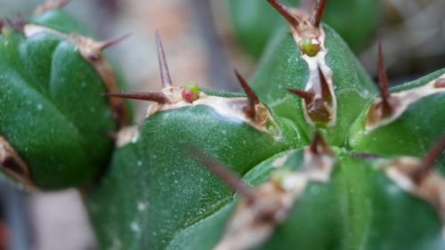 Euphorbia Officinarum subsp. Echinus
