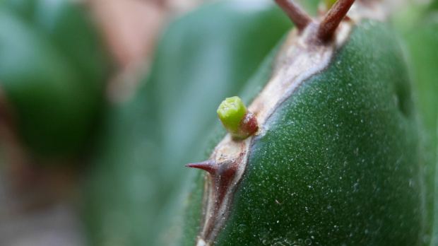 Euphorbia Officinarum subsp. Echinus