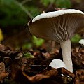 Biały grzyb w ciemnym lesie
