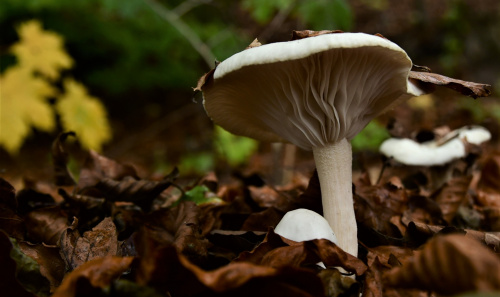 Biały grzyb w ciemnym lesie
