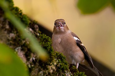 Zieba,- #ptaki #Fink #zieby #kowalik #rudzik