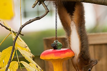 wiewiórka gdy wyzbiera juz swoje orzechy z ziemi ,wyjada ptakom nasiona slonecznika..,- #wiewiory #zwierzeta #natura #przyroda