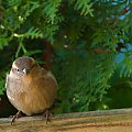 #ptaki #buchfink #zieby #kowaliki #bogatki #natura #przyroda