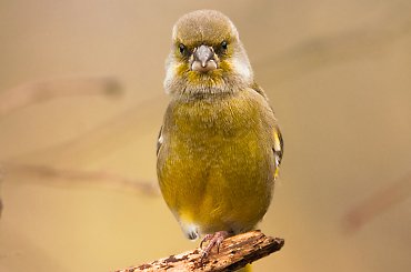 Dzwoniec:- #dzwonce #modraszki #zieby #ptaki #natura #przyroda