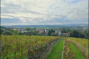 #winnicadolinasanu, #sanok, #winnica, #podkarpackie, #Podkarpacie, #winnicawSanoku, #podkarpacki szlak winnic, #winnicanaPodkarpaciu, #polskie wino, #wino z Podkarpacia, #WinnicaDolinaSanu, #sanok, #winnica, #podparpacie