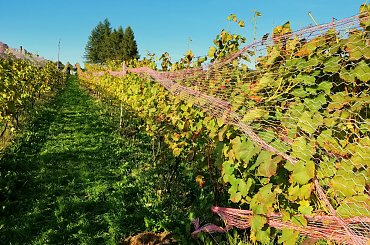 #winnicadolinasanu, #sanok, #winnica, #podkarpackie, #Podkarpacie, #winnicawSanoku, #podkarpacki szlak winnic, #winnicanaPodkarpaciu, #polskie wino, #wino z Podkarpacia, #WinnicaDolinaSanu, #sanok, #winnica, #podparpacie