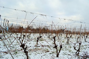 #winnicadolinasanu, #sanok, #winnica, #podkarpackie, #Podkarpacie, #winnicawSanoku, #podkarpacki szlak winnic, #winnicanaPodkarpaciu, #polskie wino, #wino z Podkarpacia, #WinnicaDolinaSanu, #sanok, #winnica, #podparpacie