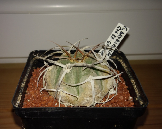 Gymnocalycium bayrianum GN 89-69/169