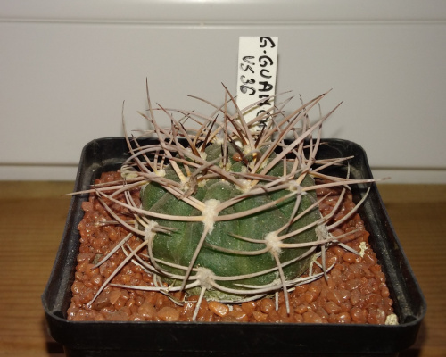 Gymnocalycium rhodantherum (guanchinense) VS 36
