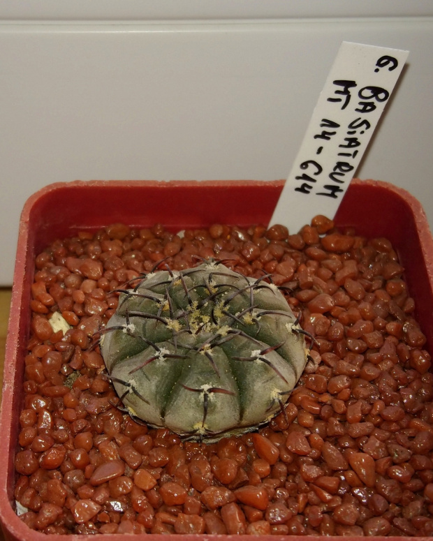 Gymnocalycium bodenbenderianum (basiatrum) MT 14-614