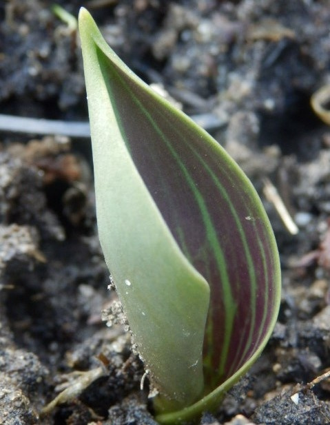 tulipa leaf