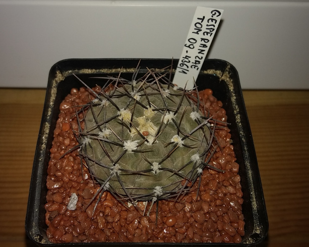 Gymnocalycium esperanzae TOM 09-436.1