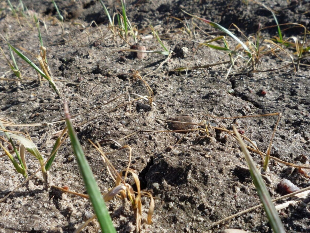 pszenica 01 kwiecien