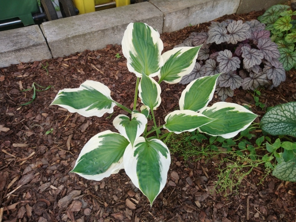 Hosta Minuteman