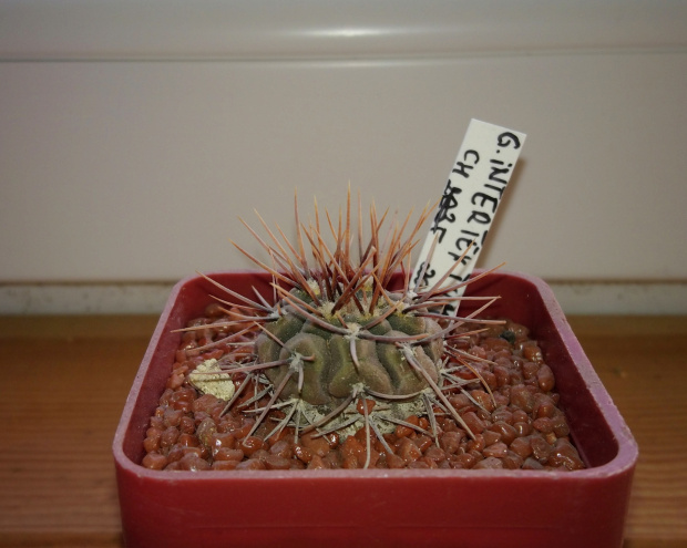 Gymnocalycium intertextum CH 2035