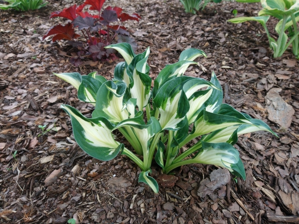 Hosta Whirlwind