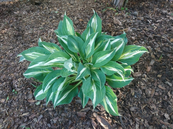 Hosta Snake Eyes