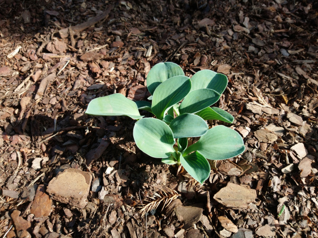 Hosta Blue Mouse Ears